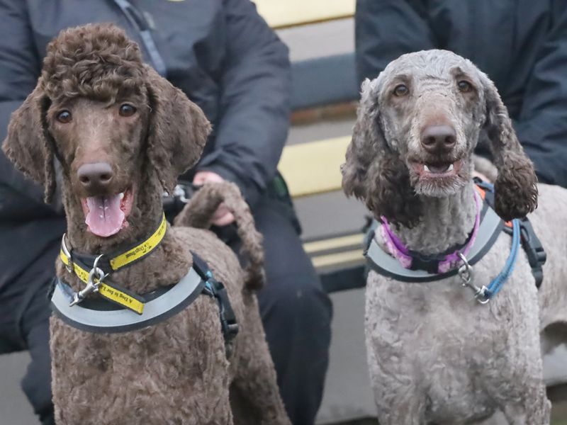 Poodle for adoption in Leeds, Yorkshire – 1 year old