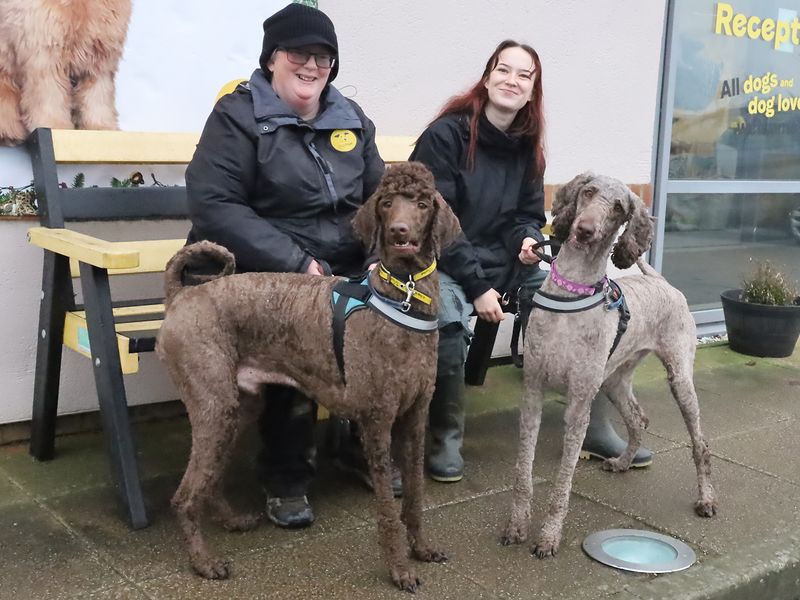 Poodle for adoption in Leeds, Kent – 1 year old - Image 2 of 2