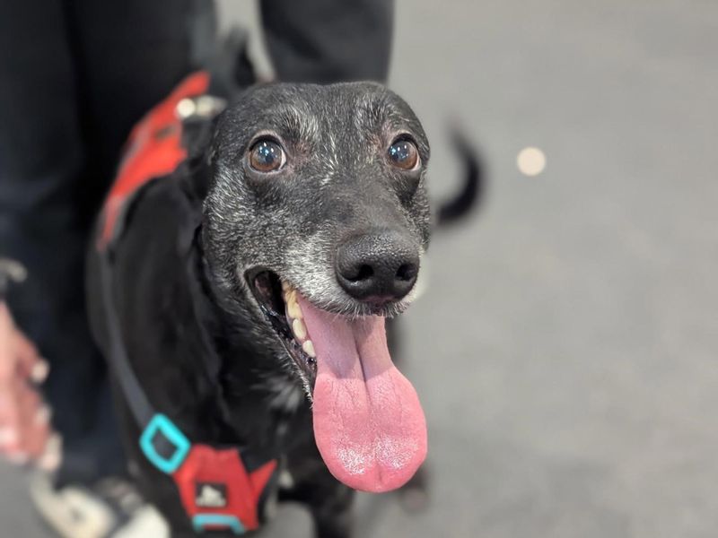 Alfie, a 6 years old male Unknown available for adoption from Dogs Trust in Darlington, County Durham
