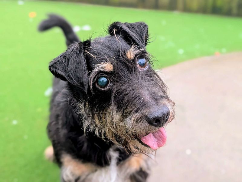 Ollie, a 8 years old male Unknown available for adoption from Dogs Trust in Splott, Wales