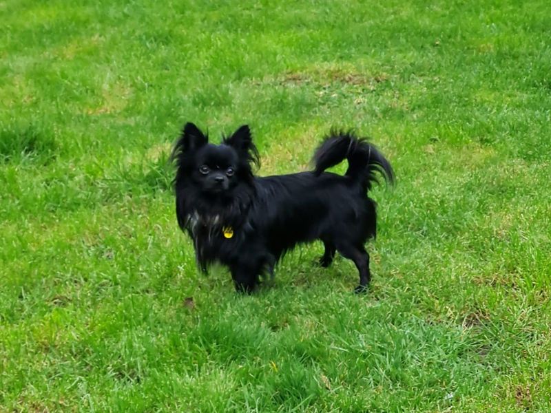 Badger | Chihuahua (Long Coat) | Basildon (Essex) - 1