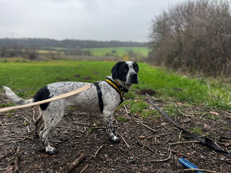Pug for adoption in Cardiff – 2 years old - Image 3 of 4