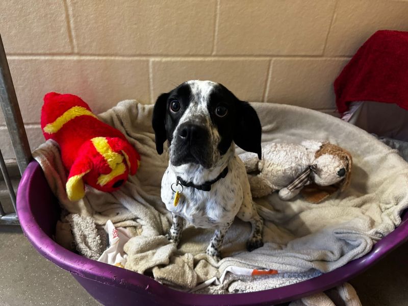 Pug for adoption in Cardiff – 2 years old - Image 4 of 4