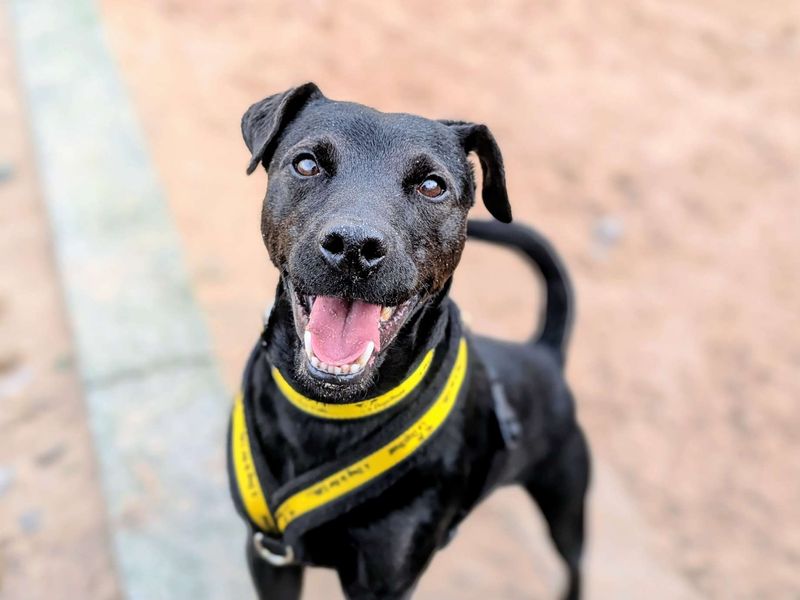 Curly, a 4 years old male Unknown available for adoption from Dogs Trust in Splott, Wales