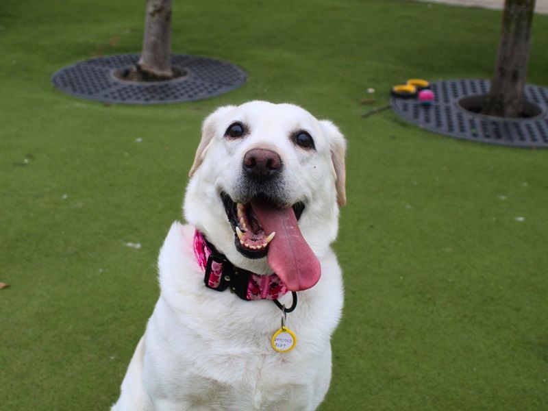 undefined | Retriever (Labrador) | undefined - 3