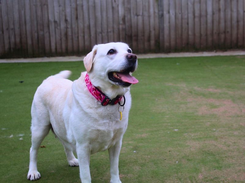undefined | Retriever (Labrador) | undefined - 10