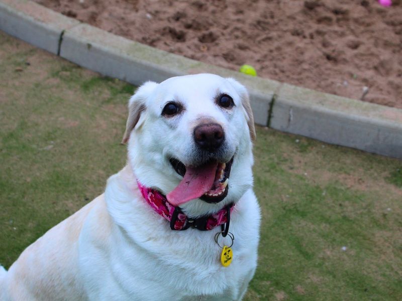 Emily | Retriever (Labrador) | Manchester - 1