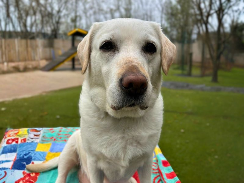 undefined | Retriever (Labrador) | undefined - 6