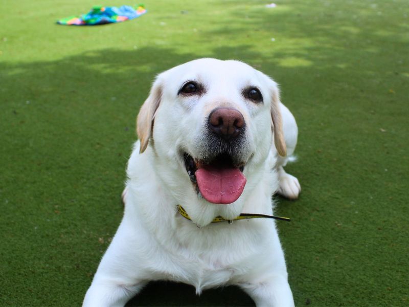 undefined | Retriever (Labrador) | undefined - 5