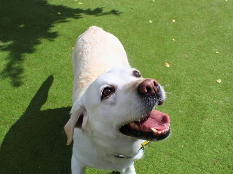 undefined | Retriever (Labrador) | undefined - 1