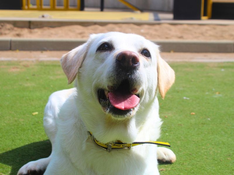 undefined | Retriever (Labrador) | undefined - 9