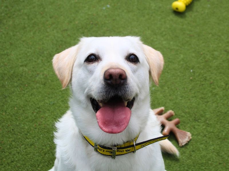 undefined | Retriever (Labrador) | undefined - 2
