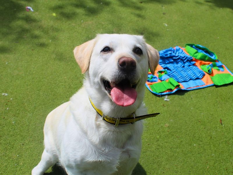 undefined | Retriever (Labrador) | undefined - 7