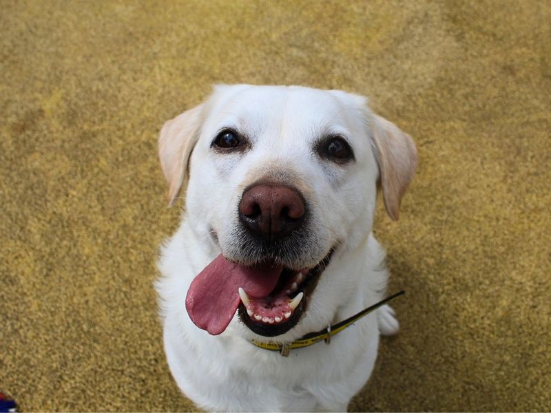 undefined | Retriever (Labrador) | undefined - 8