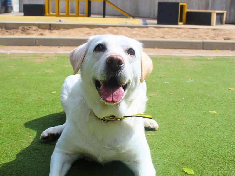 undefined | Retriever (Labrador) | undefined - 11
