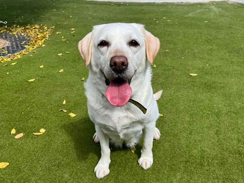 Emily | Retriever (Labrador) | Manchester - 1