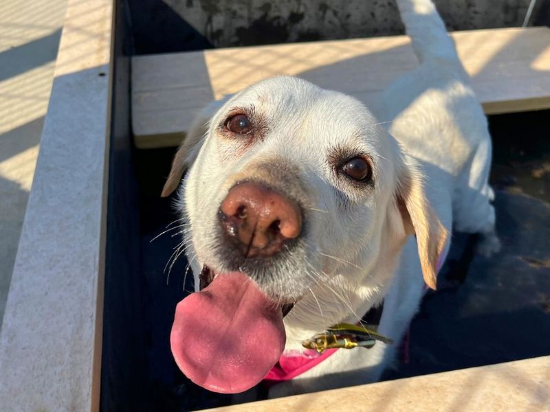 Emily | Retriever (Labrador) | Manchester - 9
