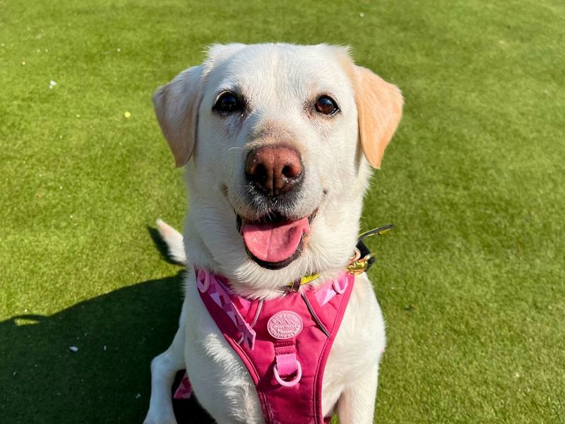 Emily | Retriever (Labrador) | Manchester - 5