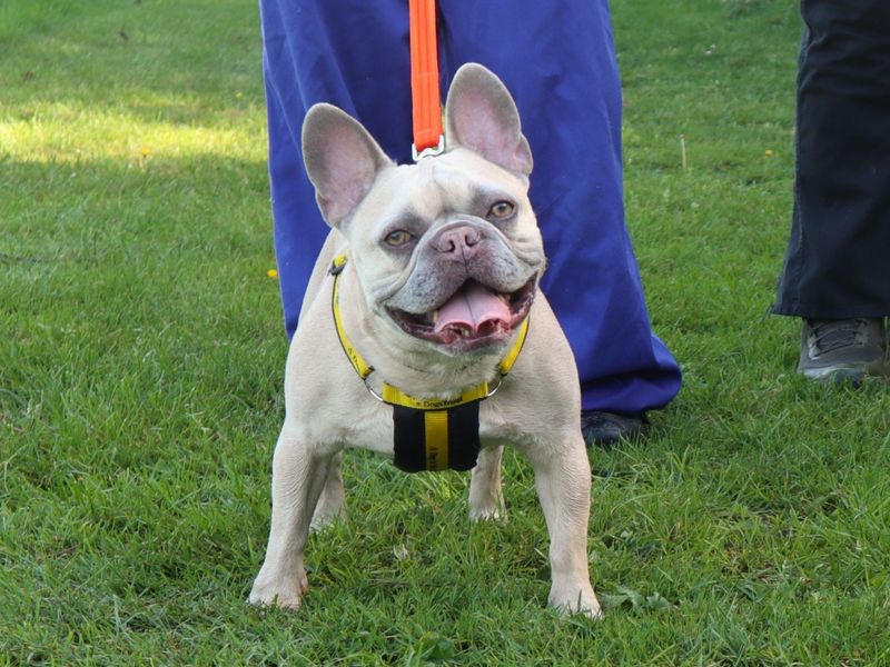 undefined | French Bulldog | undefined - 2