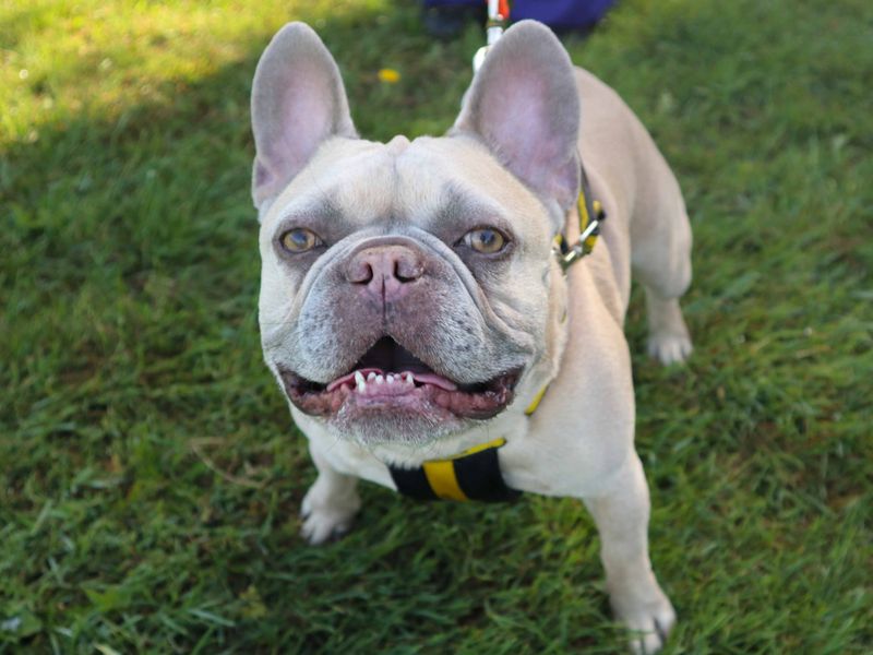 undefined | French Bulldog | undefined - 1