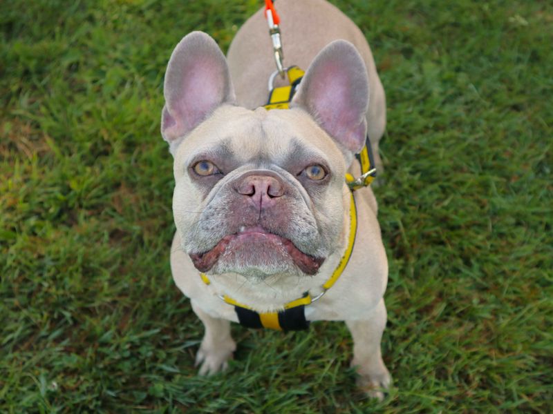 undefined | French Bulldog | undefined - 3