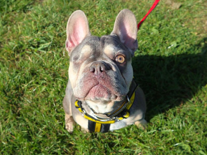 French Bulldog Dogs And Puppies For Adoption
