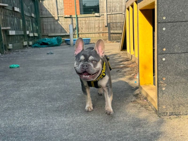 Reggie | French Bulldog | Harefield West London - 3