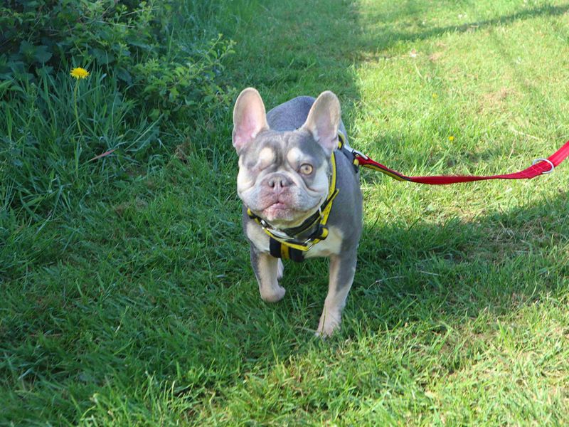 Reggie | French Bulldog | Harefield West London - 2