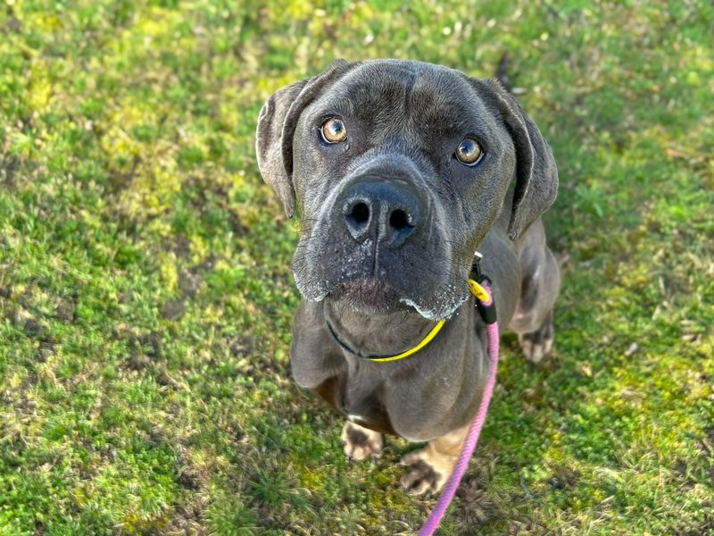 Sky | Italian Corso Dog | Basildon (Essex) - 1