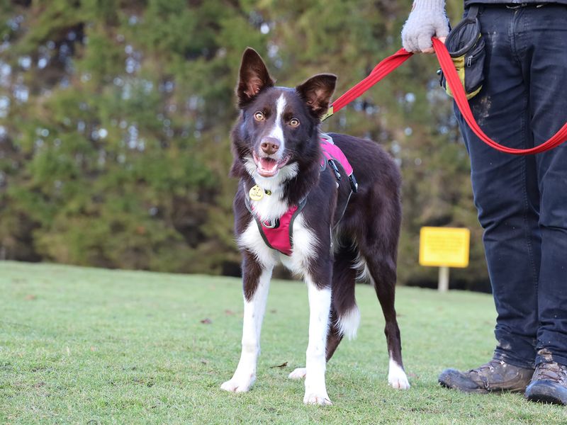Border Collie for adoption in Leeds, Kent – 9 months old - Image 2 of 3