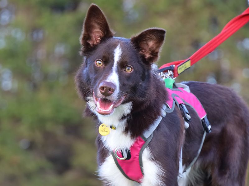 Cider | Collie (Border) Cross | Leeds - 1