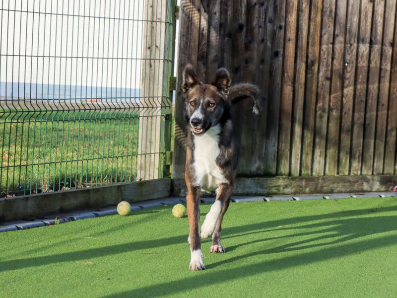 undefined | Collie (Border) Cross | undefined - 8