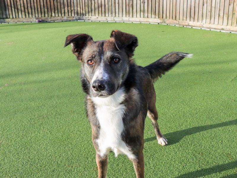 undefined | Collie (Border) Cross | undefined - 5
