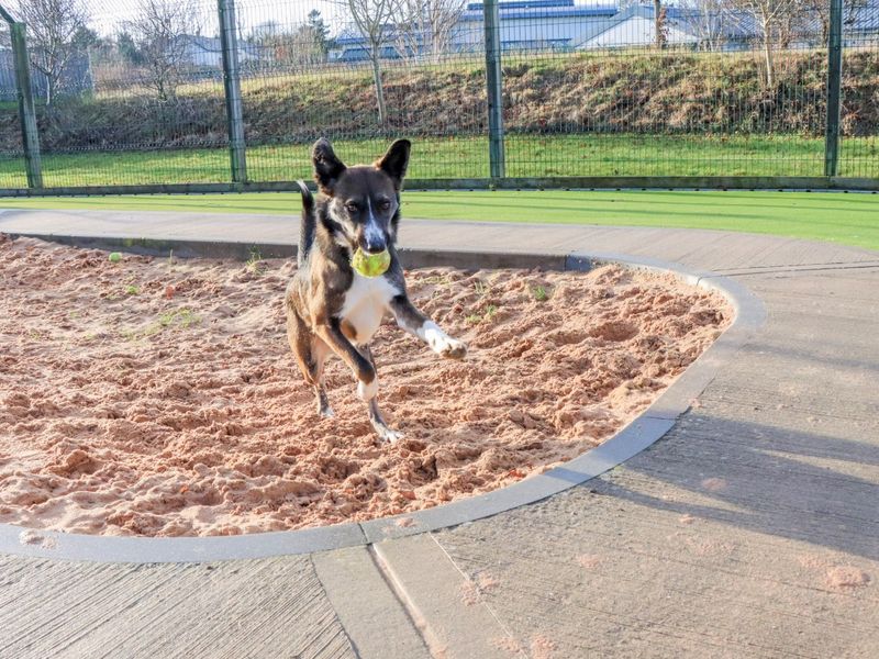 undefined | Collie (Border) Cross | undefined - 6