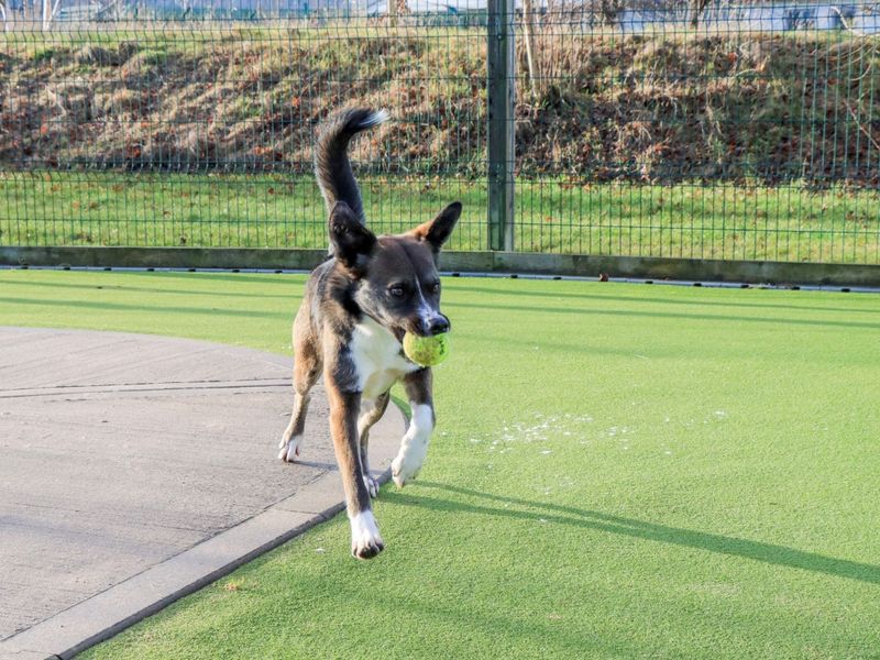 Border Collie for adoption in Evesham, Worcestershire – 1 year old