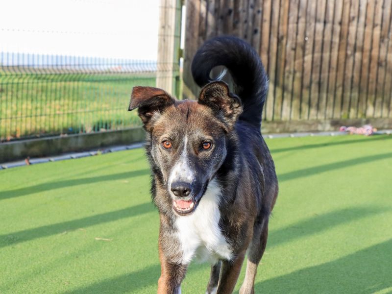 Crinkle, a 2 years old female Unknown available for adoption from Dogs Trust in Evesham, West Midlands