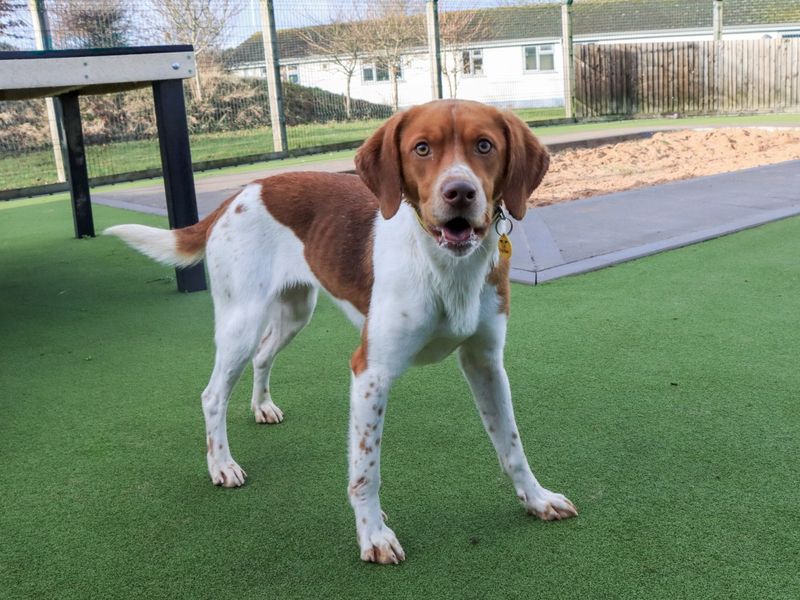 Cece, a 2 years old female Unknown available for adoption from Dogs Trust in Evesham, West Midlands