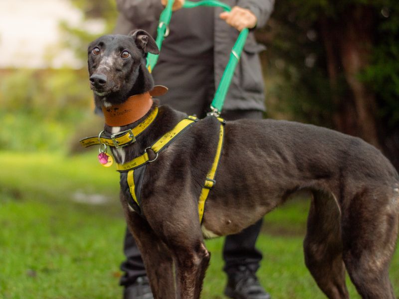 Greyhound for adoption in Kenilworth, Warks – 7 years old