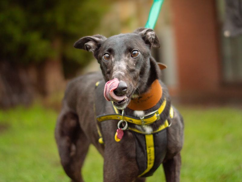 Greyhound for adoption in Kenilworth, Warwickshire – 7 years old - Image 3 of 3