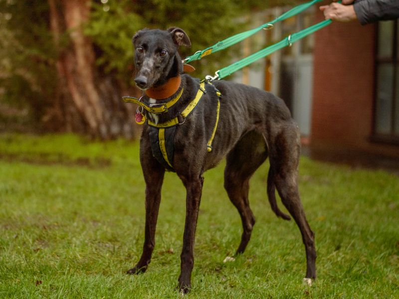 Greyhound for adoption in Kenilworth, Warwickshire – 7 years old - Image 2 of 3