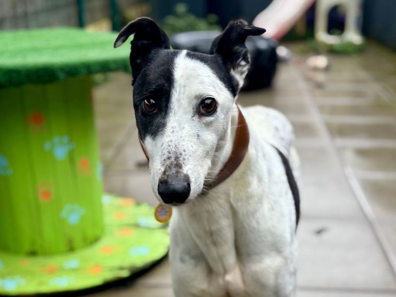 Greyhound for adoption in Shoreham-by-Sea, West Sussex – 8 years old - Image 4 of 4