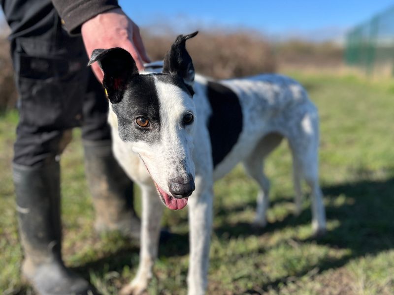 Greyhound for adoption in Shoreham-by-Sea, West Sussex – 8 years old - Image 3 of 4