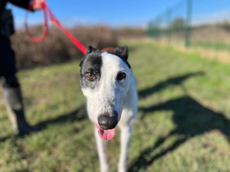 Cindy | Greyhound | Shoreham (Sussex) - 1