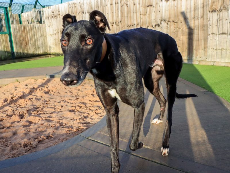 Greyhound for adoption in Evesham, Worcestershire – 5 years old - Image 5 of 5