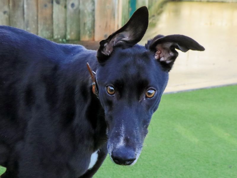 Caleb | Greyhound | Evesham (Worcestershire) - 1