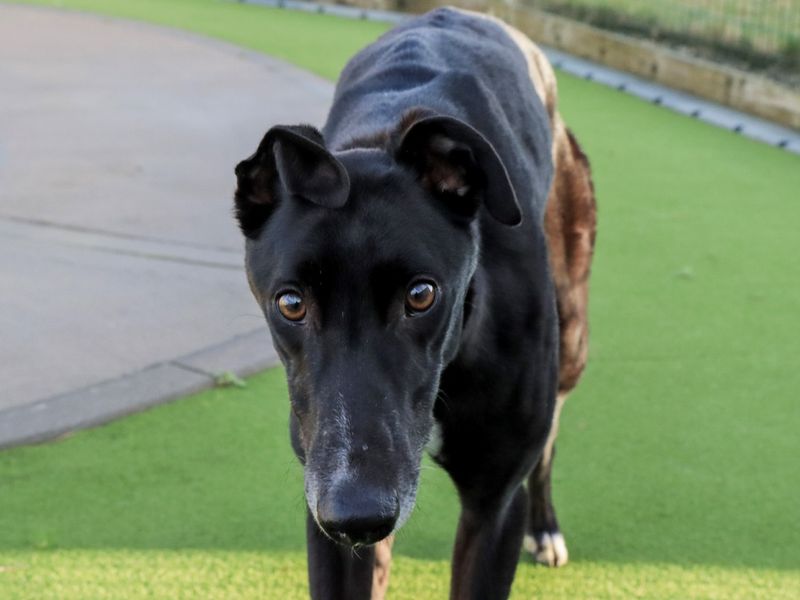Greyhound for adoption in Evesham, Worcestershire – 5 years old - Image 4 of 5