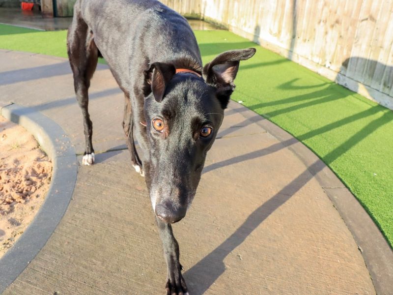 Greyhound for adoption in Evesham, Worcestershire – 5 years old - Image 3 of 5