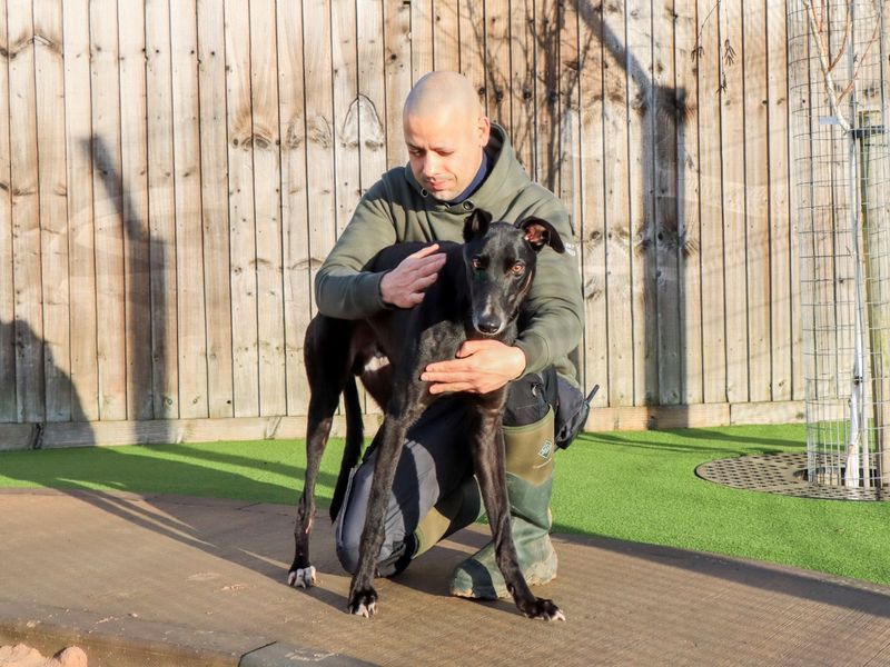 Greyhound for adoption in Evesham, Worcestershire – 5 years old - Image 2 of 5