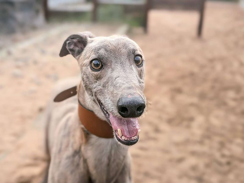 Greyhound for adoption in Cardiff / Caerdydd, South Glamorgan – 5 years old - Image 2 of 4