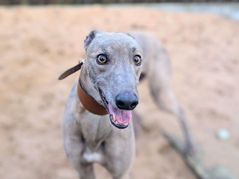 Greyhound for adoption in Cardiff / Caerdydd, South Glamorgan – 5 years old - Image 4 of 4